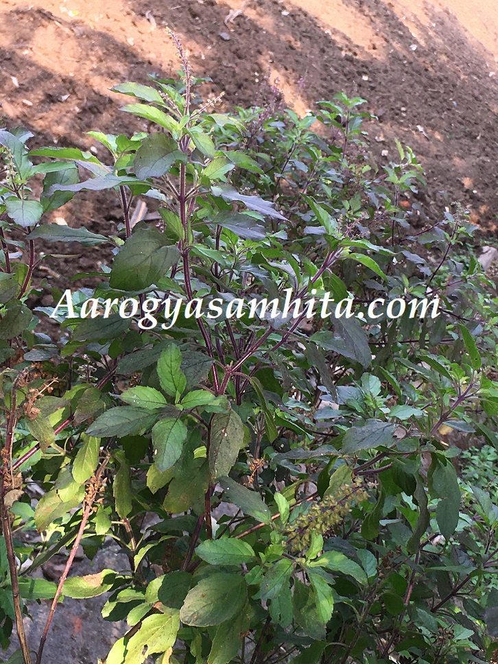 Holy Basil: Tulsi Plant with Leaves and Seeds