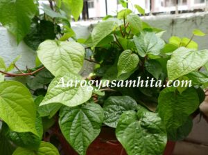 Betel Leaves Health Benefits and Side Effects