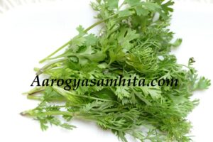 Coriander Leaves