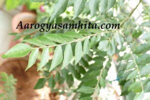 Curry Leaves