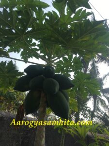 Papaya Fruit Plant