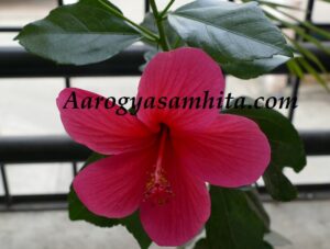 Hibiscus Flower Plant