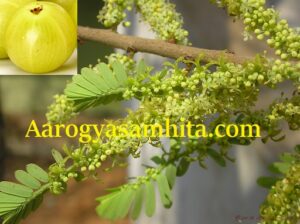 Amla - Indian Gooseberry Benefits.