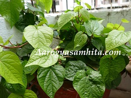 Betel Leaves Benefits and Side Effects