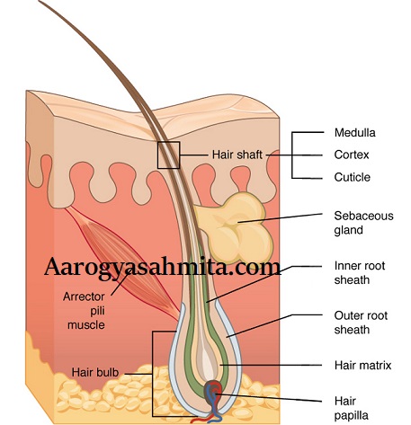 Top Acne Home Remedies for Pimples